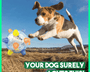 BounceBark – Der Ball, der Langeweile vertreibt