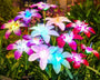 SolarBlossom – Magisches Gartenlicht mit Blütendesign
