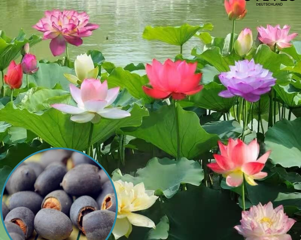 5+5 GRATIS | LotusBloom™ – Magische Blütenpracht für deinen Teich