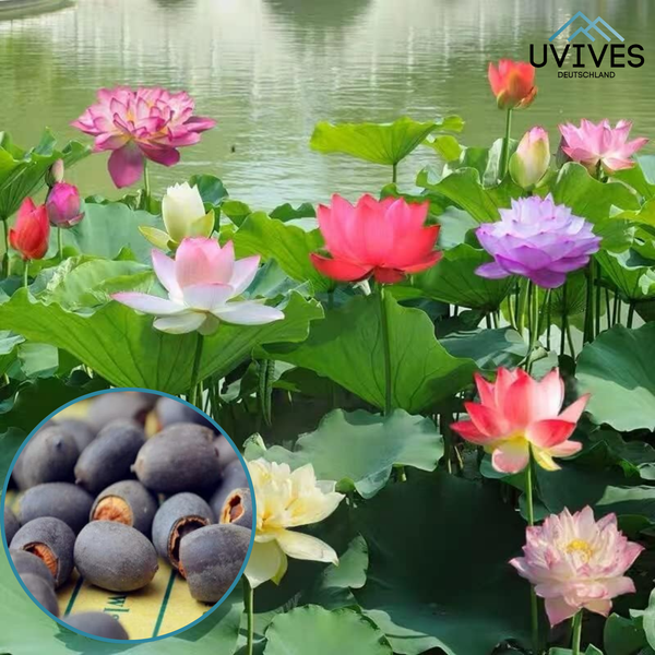 5+5 GRATIS | LotusBloom™ – Magische Blütenpracht für deinen Teich