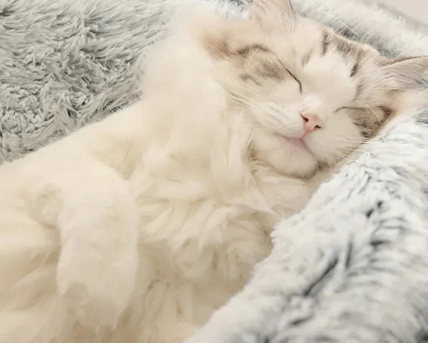 ComfyDream™ - Verwöhne dein Haustier mit dem gemütlichsten Bett