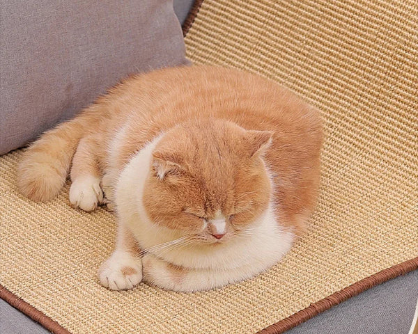 Scratchy™ – Der perfekte Kratzspaß für deine Katze und deine Möbel!