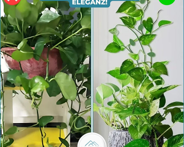 10+10 GRATIS | GrowGrip™ - Pflanzenbefestigungsklammern