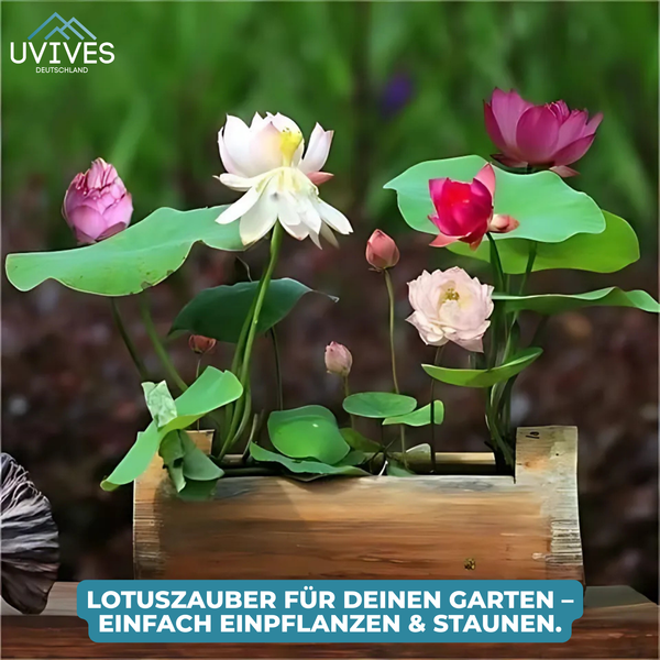 5+5 GRATIS | LotusBloom™ – Magische Blütenpracht für deinen Teich