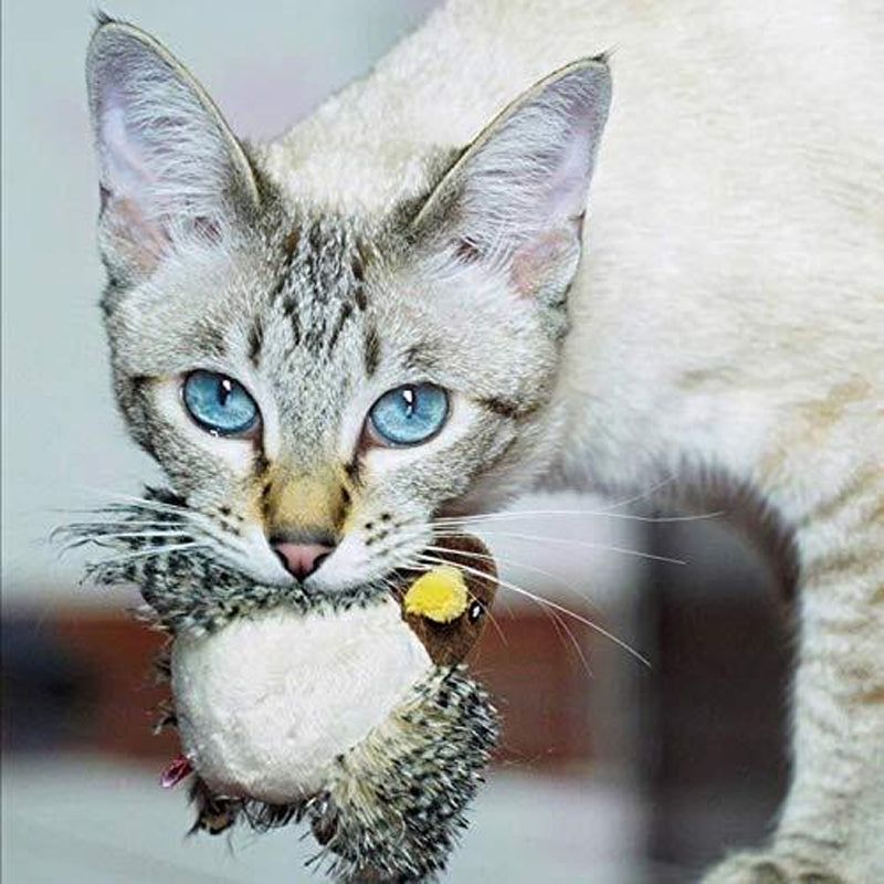 50% RABATT | BirdToy™ - Der sichere Spielgefährte für Ihre Katze! [Letzter Tag Rabatt]