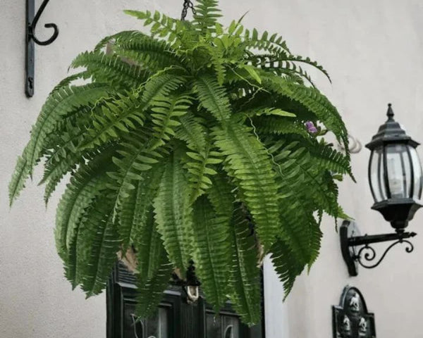 EverFoliage™ – Immergrüner Boston-Farn für ein natürliches Ambiente!