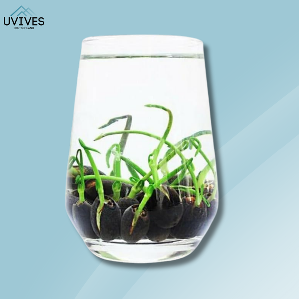 5+5 GRATIS | LotusBloom™ – Magische Blütenpracht für deinen Teich