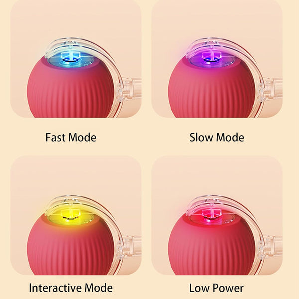1+1 GRATIS | AutoPaws - Automatische, sich selbst bewegende Aktion