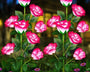 RoseGlow – Romantische Gartenbeleuchtung ganz ohne Strom