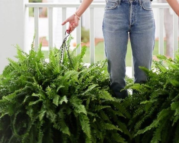 EverFoliage™ – Immergrüner Boston-Farn für ein natürliches Ambiente!