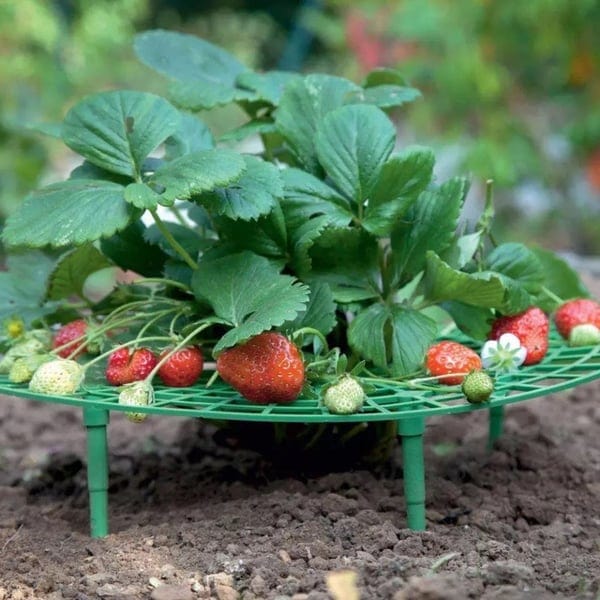 1+2 GRATIS | GrowBerry - Erdbeer-Anbaurahmen