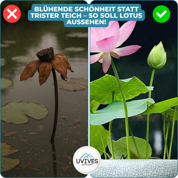 5+5 GRATIS | LotusBloom™ – Magische Blütenpracht für deinen Teich