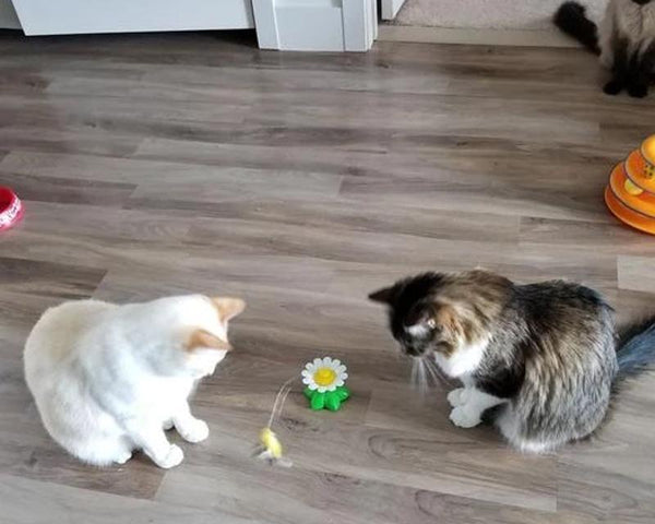 50% RABATT | HappyCats - Interaktives Vogelspielzeug für Katzen [Letzter Tag Rabatt]