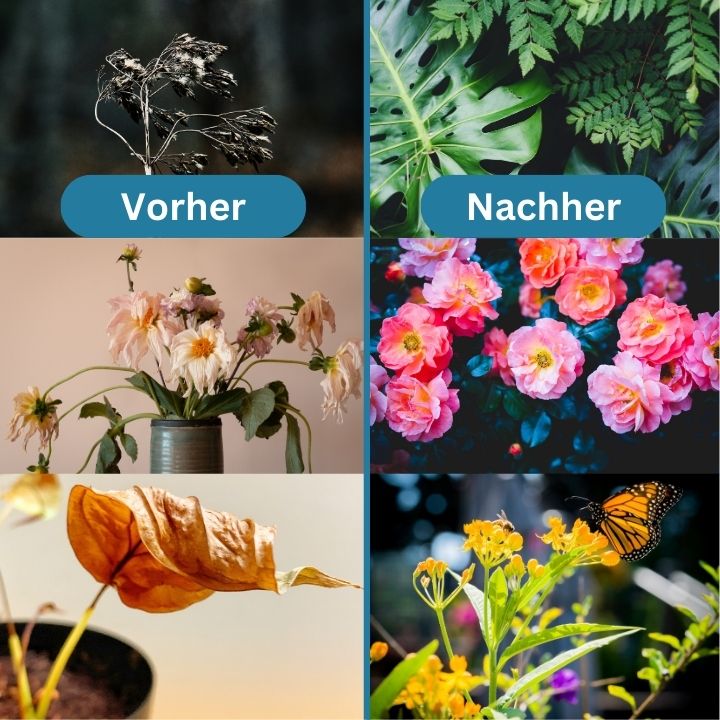 PlantGrow™️ - Umweltfreundliches Wachstumsförderer für Ihre Pflanzen | 1+1 Gratis!