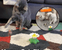 50% RABATT | HappyCats - Interaktives Vogelspielzeug für Katzen [Letzter Tag Rabatt]
