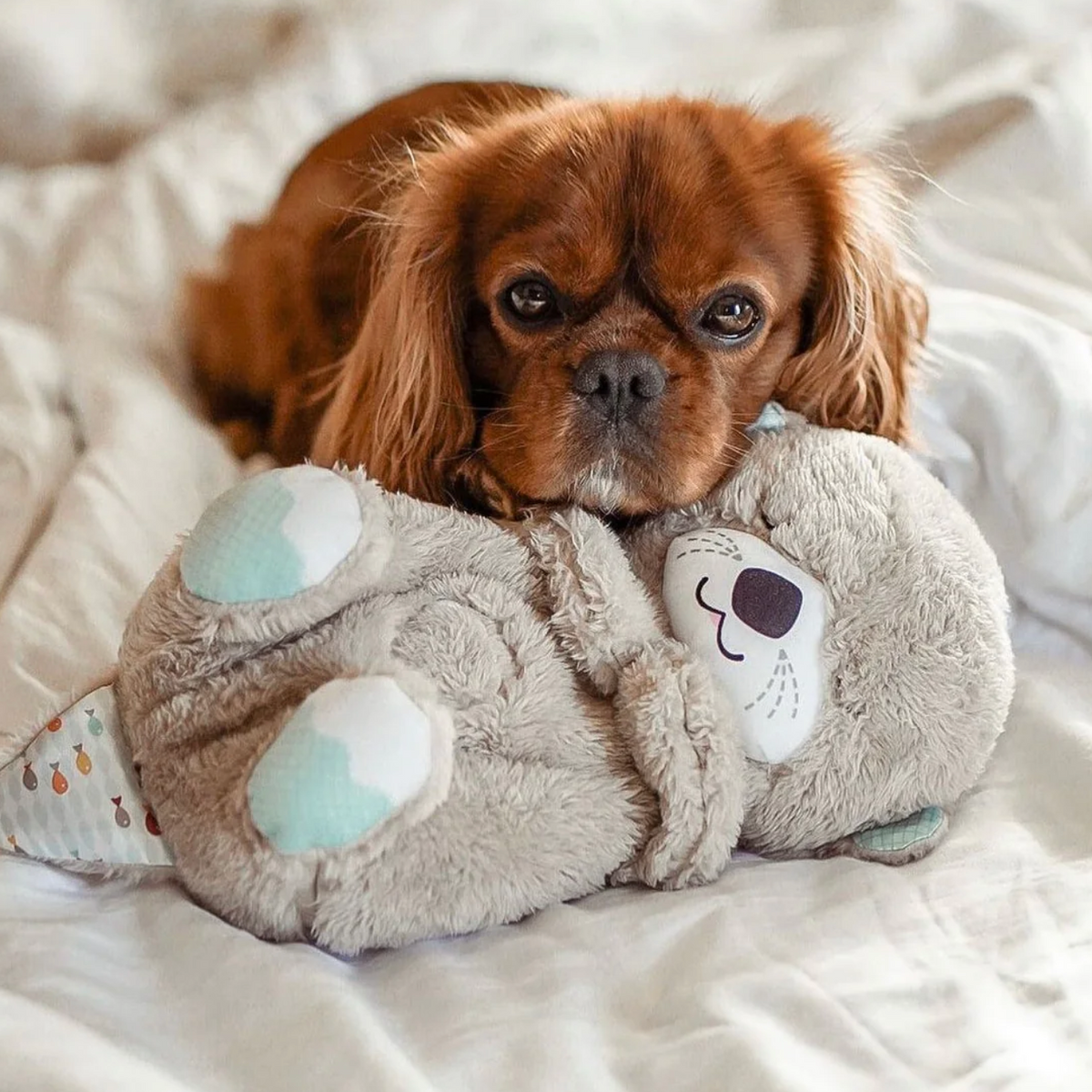 DreamyOtter | Ein beruhigender Sleep Buddy