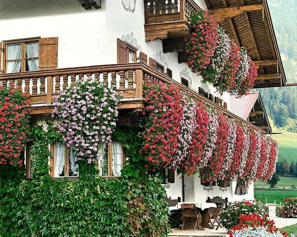 Bloomy™ - Künstliche Orchideen | 1+1 GRATIS!