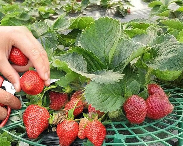 1+2 GRATIS | GrowBerry - Erdbeer-Anbaurahmen