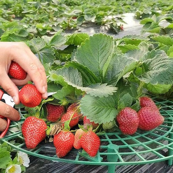 1+2 GRATIS | GrowBerry - Erdbeer-Anbaurahmen