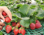 1+2 GRATIS | GrowBerry - Erdbeer-Anbaurahmen