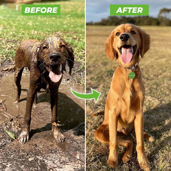 PetClean™ – Schnelle und einfache Reinigung für Ihr Haustier