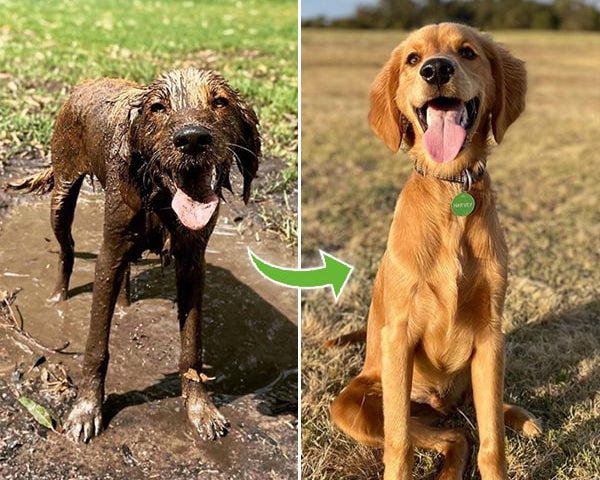 PetClean™ – Schnelle und einfache Reinigung für Ihr Haustier