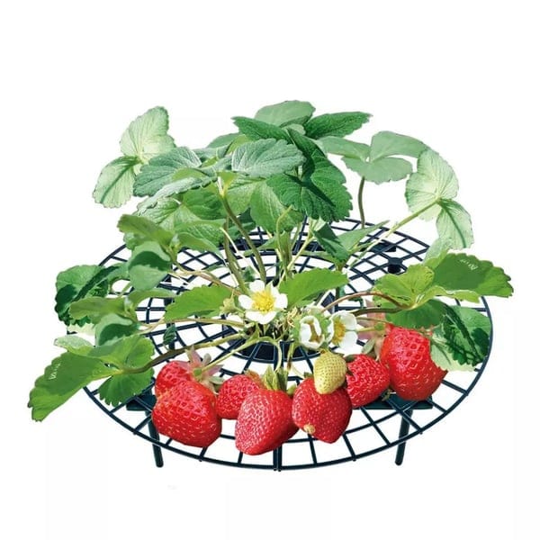 1+2 GRATIS | GrowBerry - Erdbeer-Anbaurahmen