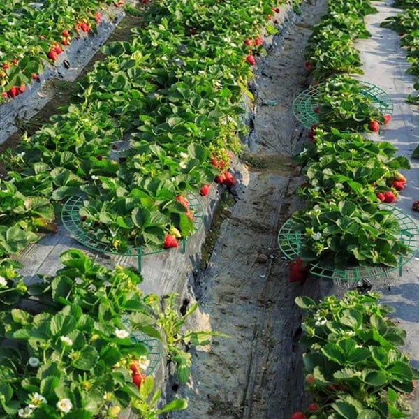 1+2 GRATIS | GrowBerry - Erdbeer-Anbaurahmen
