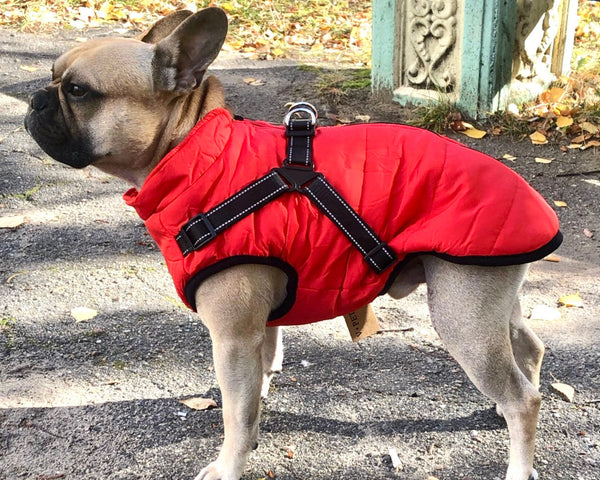 DoggyKönig™ 3 in 1 Jacket