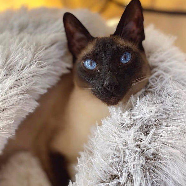 Cozycave™-Haustierbett