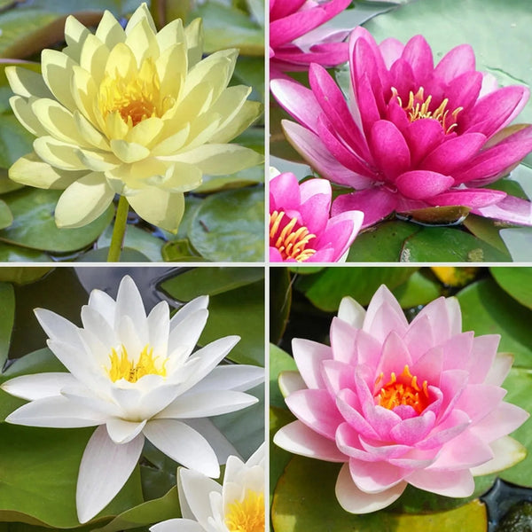 LotuViva™ Wasserlotus-Samen Set | 100 Samen für farbenfrohe Wasserblüten