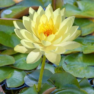 LotuViva™ Wasserlotus-Samen Set | 100 Samen für farbenfrohe Wasserblüten