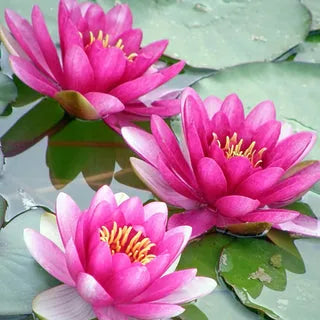 LotuViva™ Wasserlotus-Samen Set | 100 Samen für farbenfrohe Wasserblüten