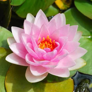 LotuViva™ Wasserlotus-Samen Set | 100 Samen für farbenfrohe Wasserblüten