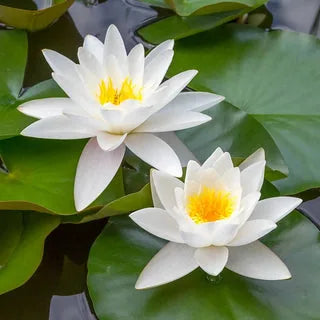LotuViva™ Wasserlotus-Samen Set | 100 Samen für farbenfrohe Wasserblüten