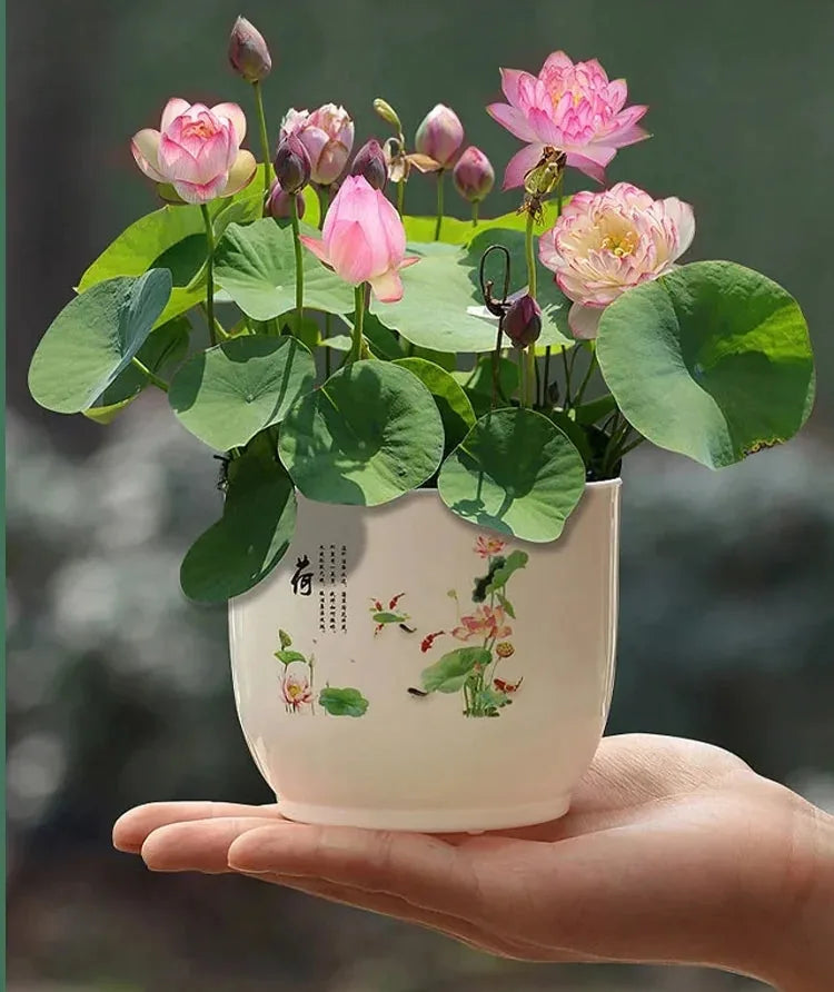 LotuViva™ Wasserlotus-Samen Set | 100 Samen für farbenfrohe Wasserblüten