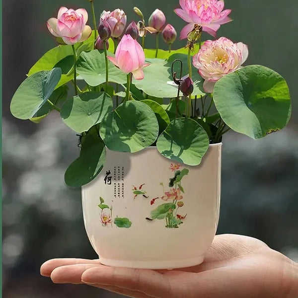 LotuViva™ Wasserlotus-Samen Set | 100 Samen für farbenfrohe Wasserblüten