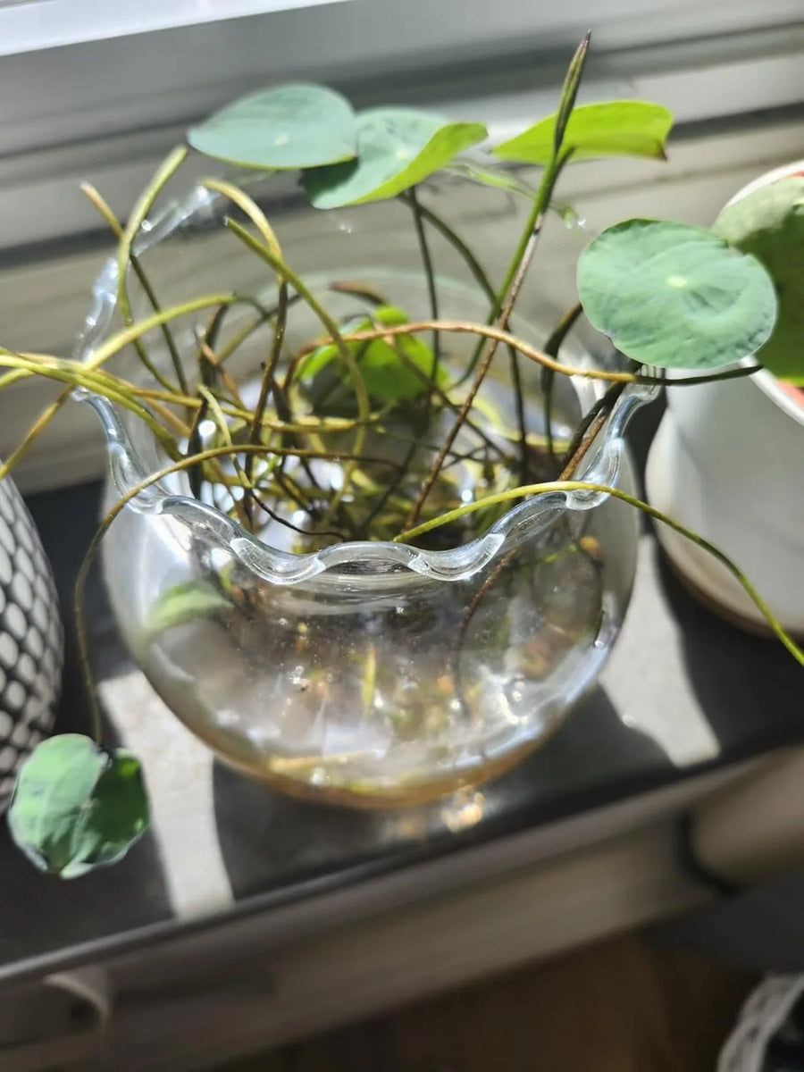 LotuViva™ Wasserlotus-Samen Set | 100 Samen für farbenfrohe Wasserblüten