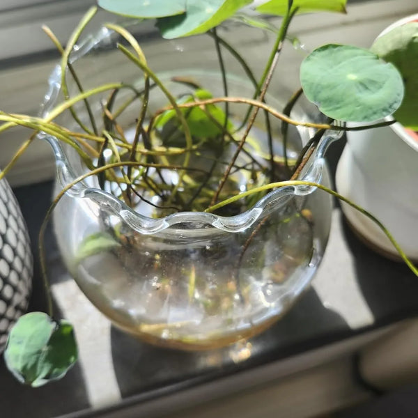 LotuViva™ Wasserlotus-Samen Set | 100 Samen für farbenfrohe Wasserblüten