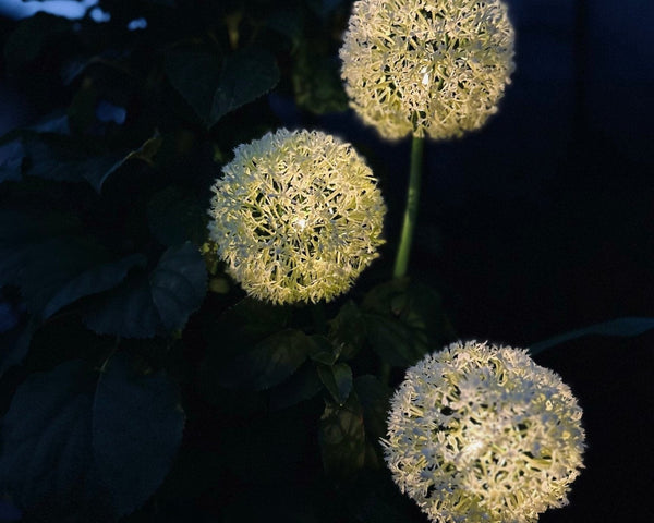 SolarBloom – Magisches Licht für Ihren Garten