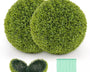 1+1 GRATIS | GreenSphere – Immergrüner Charme für Haus &amp; Garten