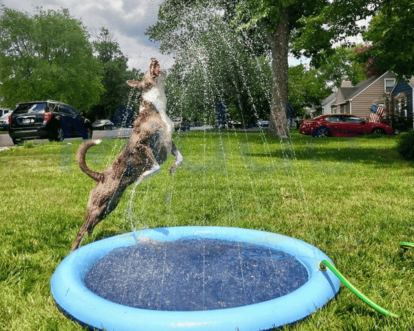 CoolPlay – Sommerlicher Wasserspaß für Hunde &amp; Kinder